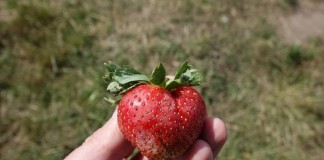 Wzmacnianie odporności mechanicznej owoców – komunikat XVII dla Grupy Truskawkowej Osadkowski SA