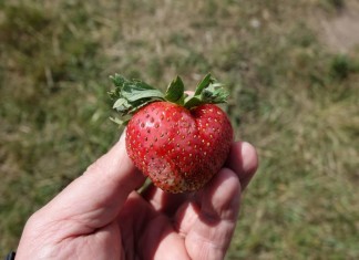 Wzmacnianie odporności mechanicznej owoców – komunikat XVII dla Grupy Truskawkowej Osadkowski SA