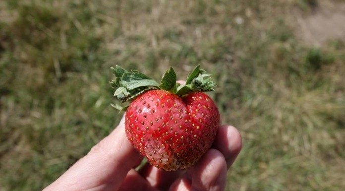 Wzmacnianie odporności mechanicznej owoców – komunikat XVII dla Grupy Truskawkowej Osadkowski SA