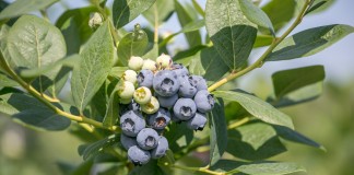 Odmiany borówki wysokiej (amerykańskiej): nowe odmiany, wczesne, późne i te najlepsze borówka Duke