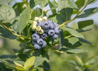 Odmiany borówki wysokiej (amerykańskiej): nowe odmiany, wczesne, późne i te najlepsze borówka Duke