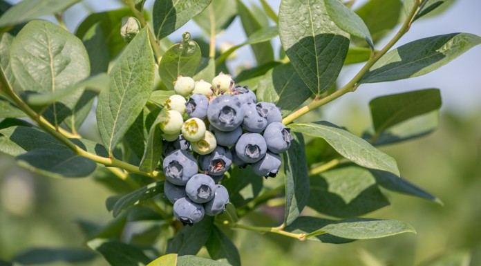 Odmiany borówki wysokiej (amerykańskiej): nowe odmiany, wczesne, późne i te najlepsze borówka Duke