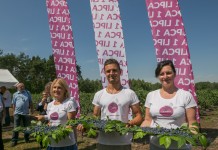 Borówkowy sezon rozpoczęty! 1 lipca Dniem Polskiej Borówki