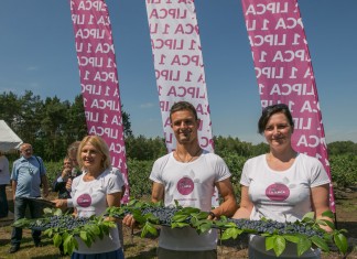 Borówkowy sezon rozpoczęty! 1 lipca Dniem Polskiej Borówki