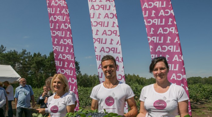 Borówkowy sezon rozpoczęty! 1 lipca Dniem Polskiej Borówki