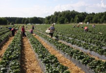 Wstępne dane szacunkowe dla tegorocznej produkcji owoców