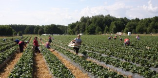 Wstępne dane szacunkowe dla tegorocznej produkcji owoców