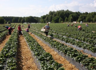 Wstępne dane szacunkowe dla tegorocznej produkcji owoców