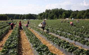 Wstępne dane szacunkowe dla tegorocznej produkcji owoców
