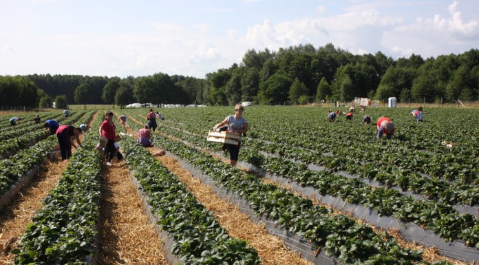 Wstępne dane szacunkowe dla tegorocznej produkcji owoców