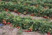 Truskawki zadbane do końca