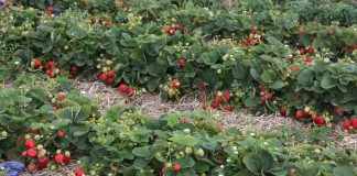 Truskawki zadbane do końca