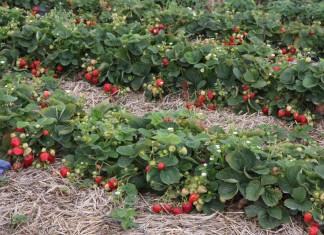 Truskawki zadbane do końca