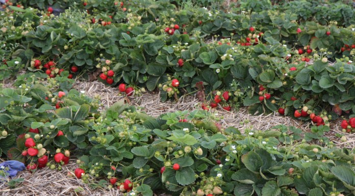 Truskawki zadbane do końca