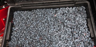 Rosnące możliwości eksportu jagody kamczackiej