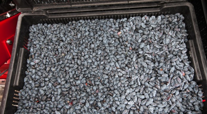 Rosnące możliwości eksportu jagody kamczackiej