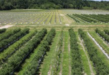 Polskie borówki w chorwackim stylu