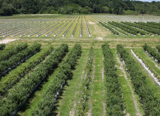 Polskie borówki w chorwackim stylu