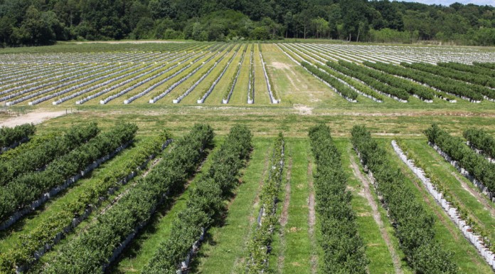Polskie borówki w chorwackim stylu