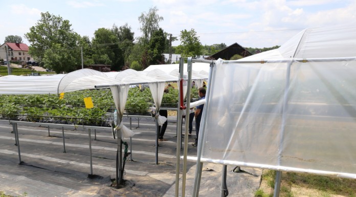 Uprawy pod daszkami wzbogacone o boczne kurtyny