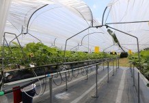 Polski Instytut Truskawki chce integrować producentów truskawek