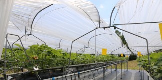 Polski Instytut Truskawki chce integrować producentów truskawek