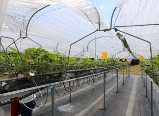 Polski Instytut Truskawki chce integrować producentów truskawek