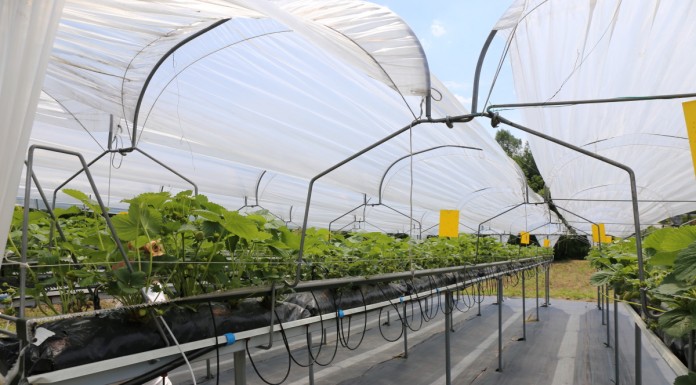 Polski Instytut Truskawki chce integrować producentów truskawek