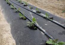 Nawozy do fertygacji malin w uprawie polowej