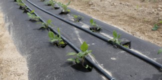 Nowa plantacja malin w projekcie