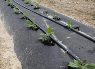 Nowa plantacja malin w projekcie