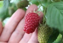 Poprawa jakości malin deserowych