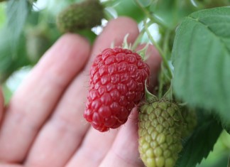 Poprawa jakości malin deserowych