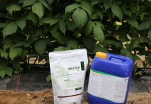 Biologiczna ochrona maliny i truskawki przed Botrytis cinerea i Phytophtorą