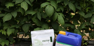 Biologiczna ochrona maliny i truskawki przed Botrytis cinerea i Phytophtorą