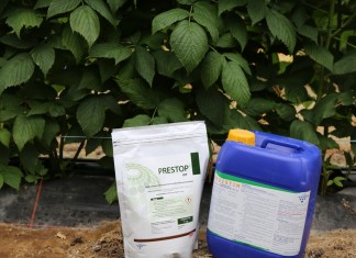 Biologiczna ochrona maliny i truskawki przed Botrytis cinerea i Phytophtorą