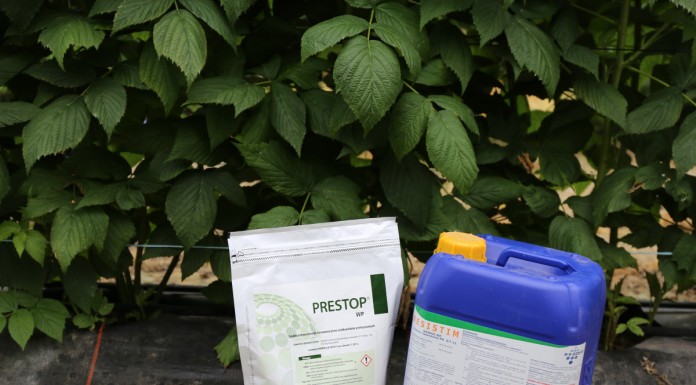 Biologiczna ochrona maliny i truskawki przed Botrytis cinerea i Phytophtorą