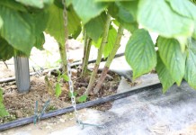 Ochrona pędów maliny przed chorobami