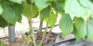 Ochrona pędów maliny przed chorobami