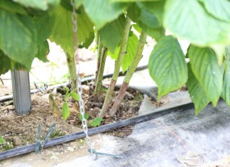 Ochrona pędów maliny przed chorobami