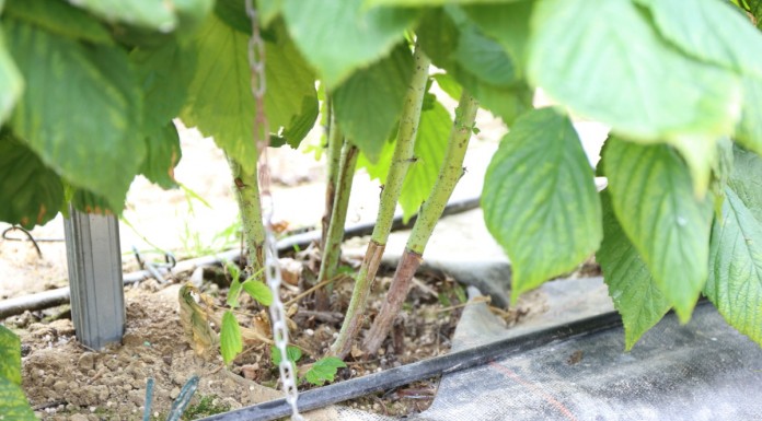 Ochrona pędów maliny przed chorobami