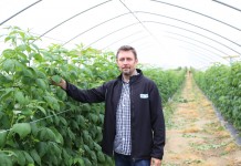 Tunel gotycki dla malin po dwóch sezonach