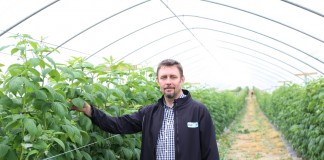 Tunel gotycki dla malin po dwóch sezonach