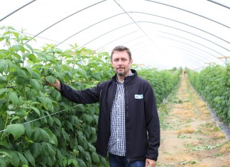 Tunel gotycki dla malin po dwóch sezonach