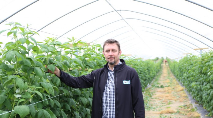 Tunel gotycki dla malin po dwóch sezonach