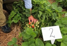 Na poletkach doświadczalnych z ochroną truskawek