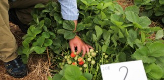 Na poletkach doświadczalnych z ochroną truskawek