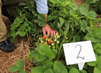 Na poletkach doświadczalnych z ochroną truskawek