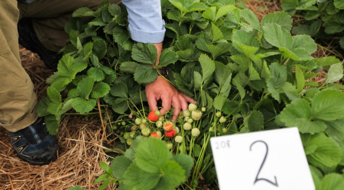 Na poletkach doświadczalnych z ochroną truskawek