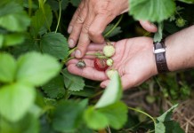 Kompleksowo o zwalczaniu szarej pleśni w truskawkach